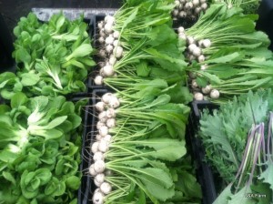 Just picked! Choy, Turnips and Kale